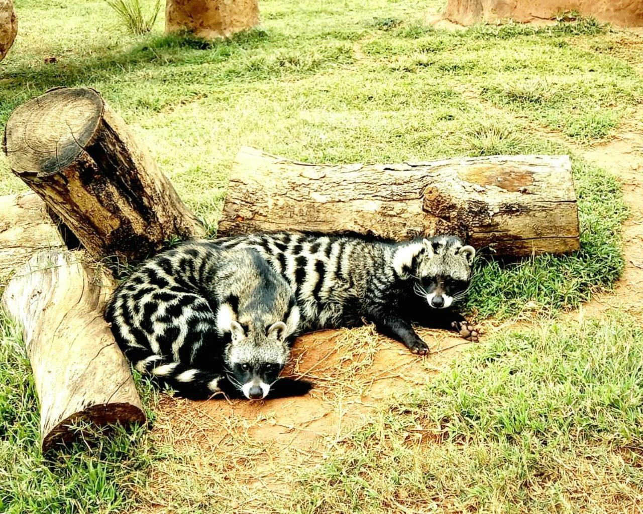Pumbaa Wildlife Park & Accommodation Mbombela Exterior foto