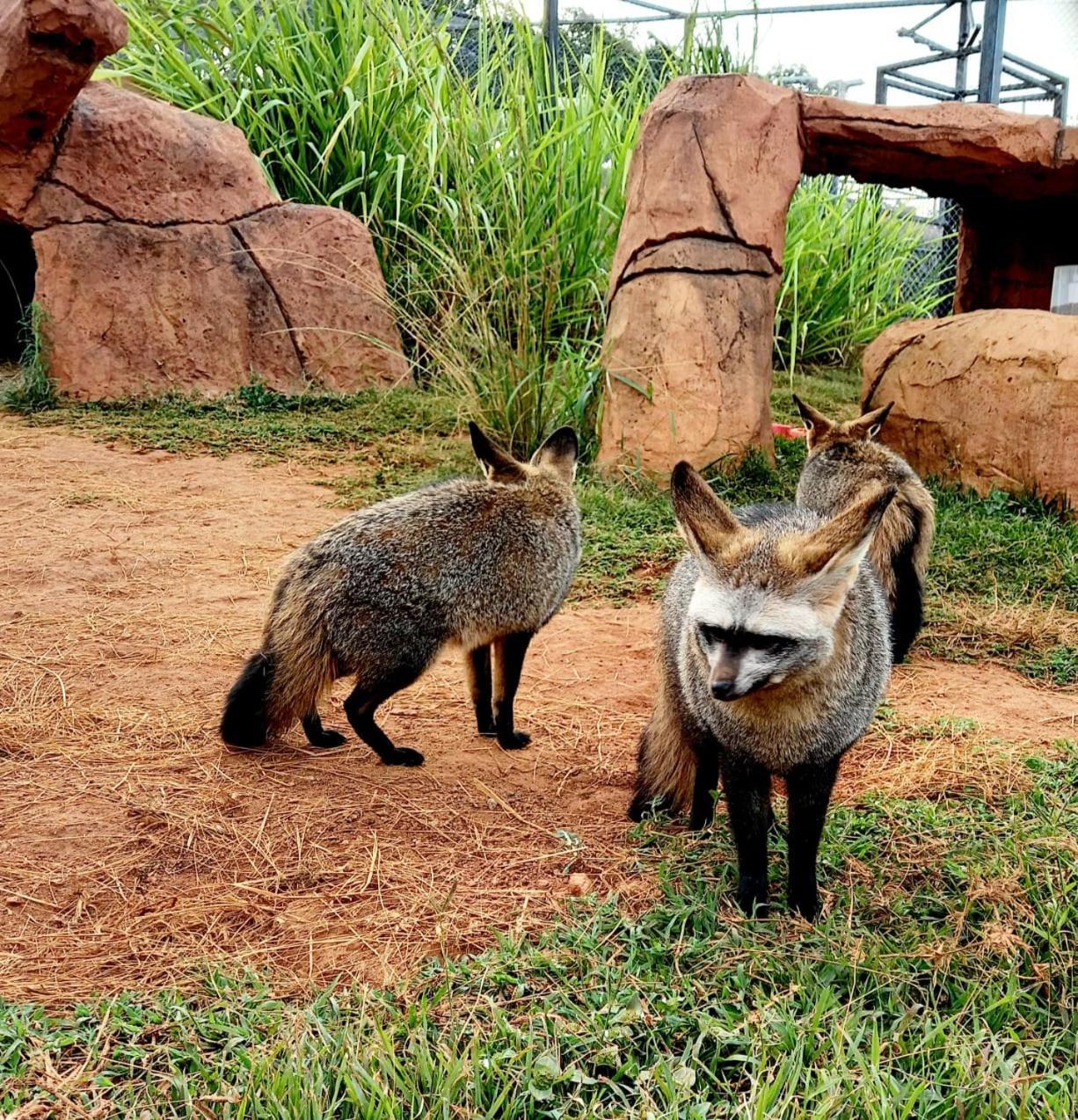 Pumbaa Wildlife Park & Accommodation Mbombela Exterior foto