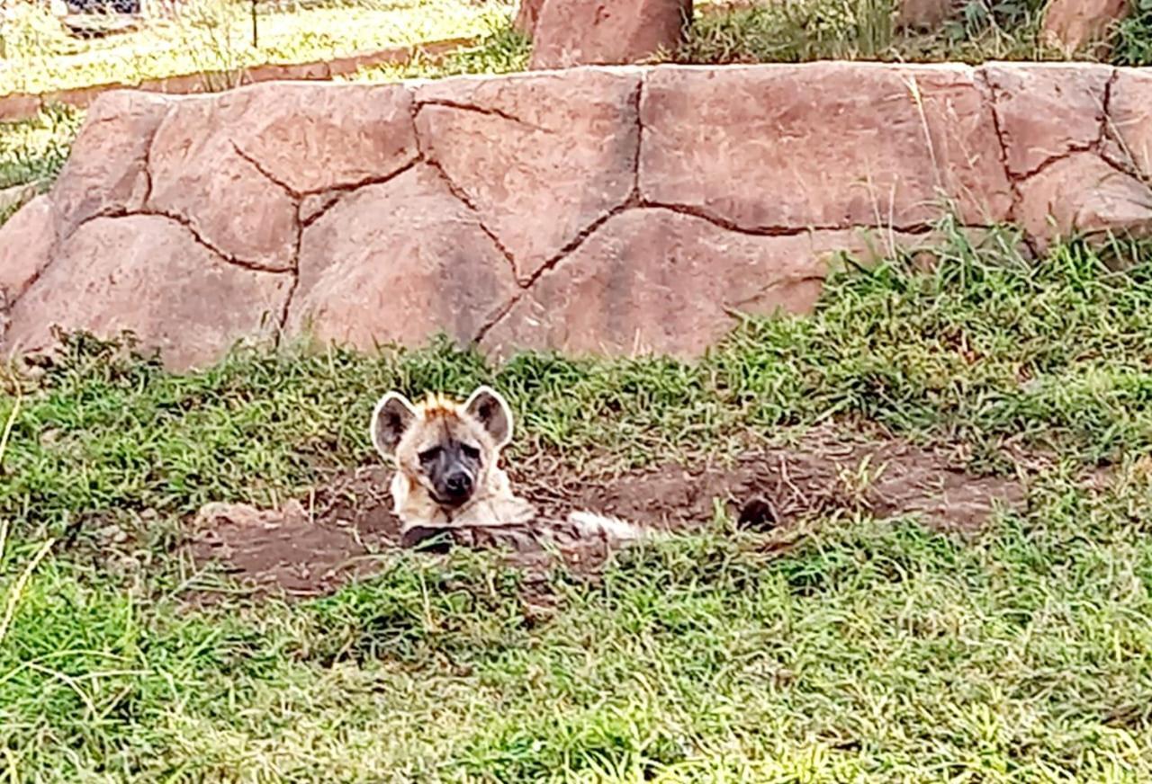 Pumbaa Wildlife Park & Accommodation Mbombela Exterior foto