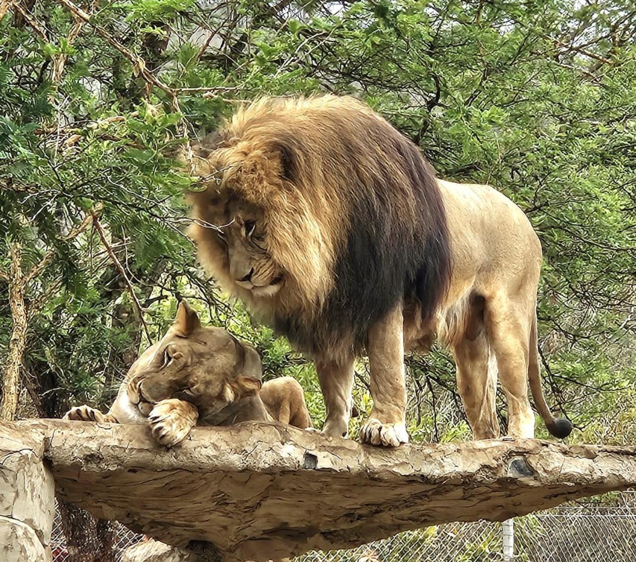 Pumbaa Wildlife Park & Accommodation Mbombela Exterior foto