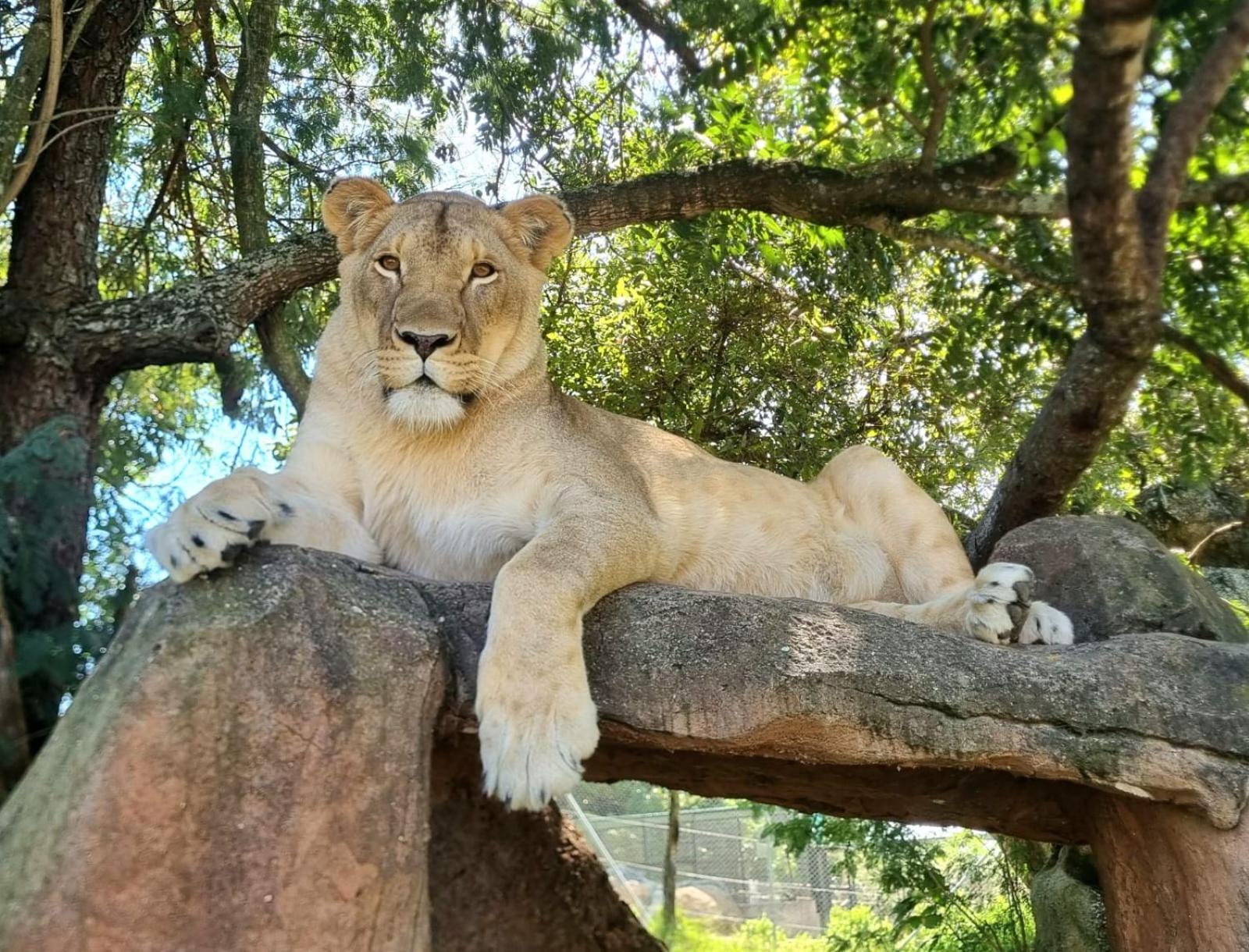 Pumbaa Wildlife Park & Accommodation Mbombela Exterior foto