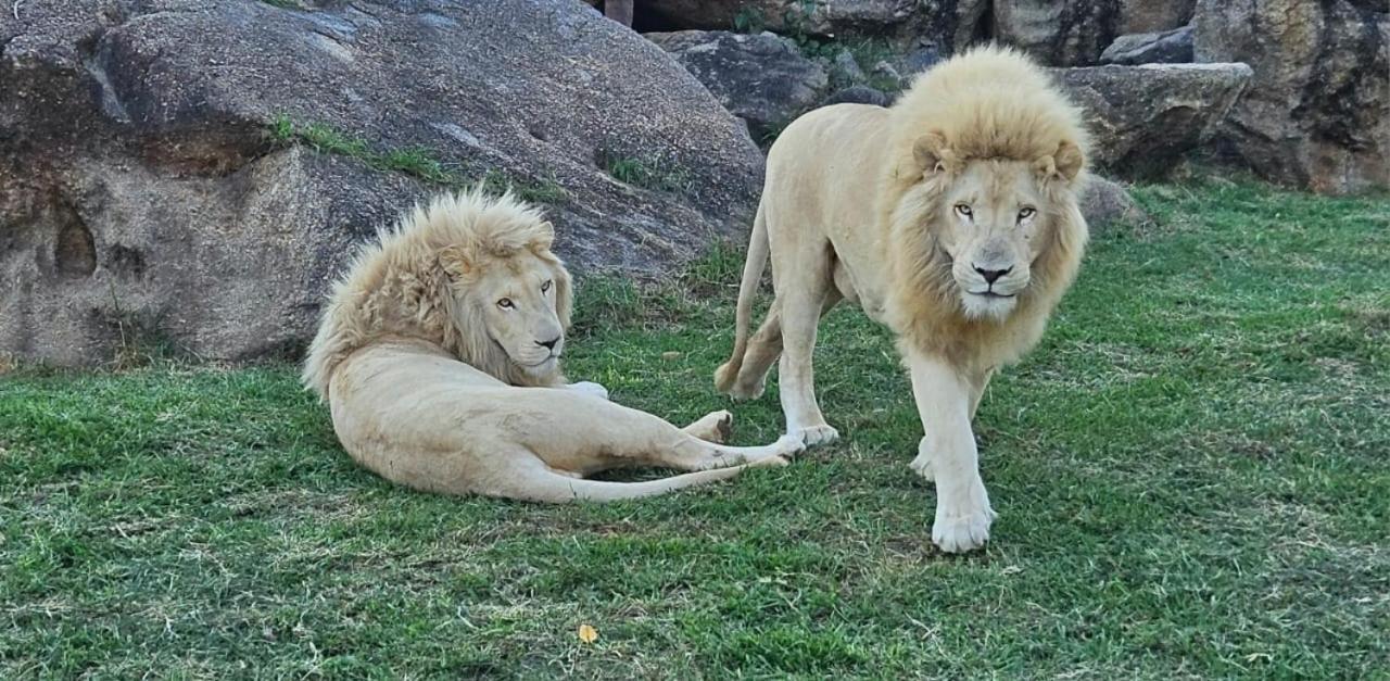 Pumbaa Wildlife Park & Accommodation Mbombela Exterior foto