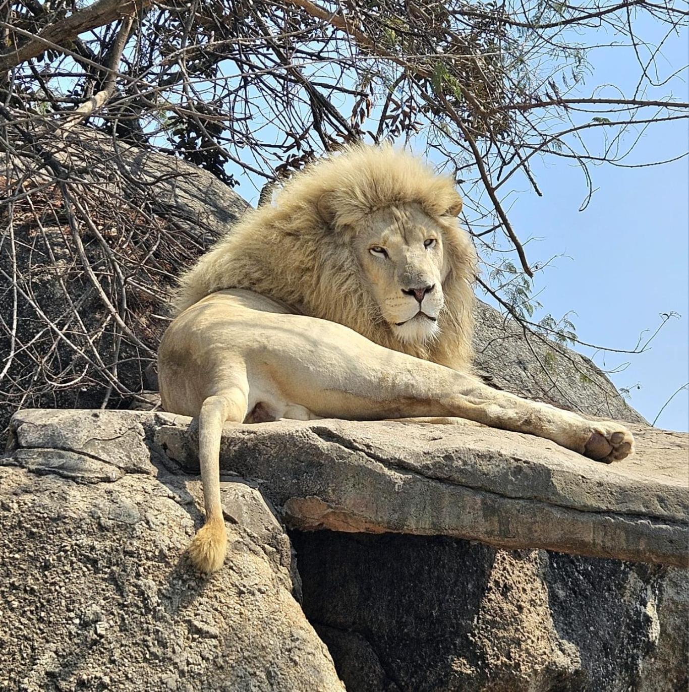Pumbaa Wildlife Park & Accommodation Mbombela Exterior foto