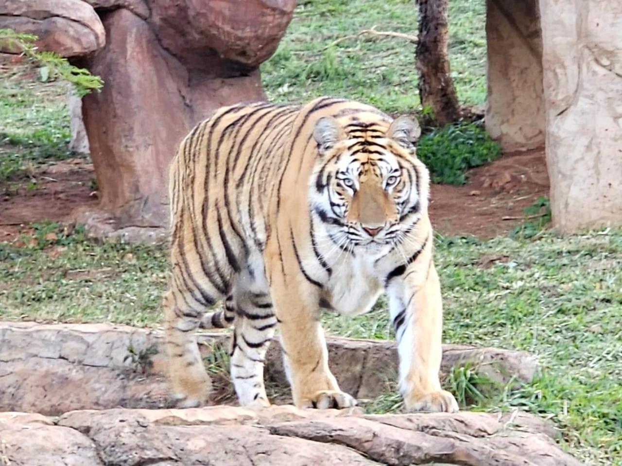 Pumbaa Wildlife Park & Accommodation Mbombela Exterior foto